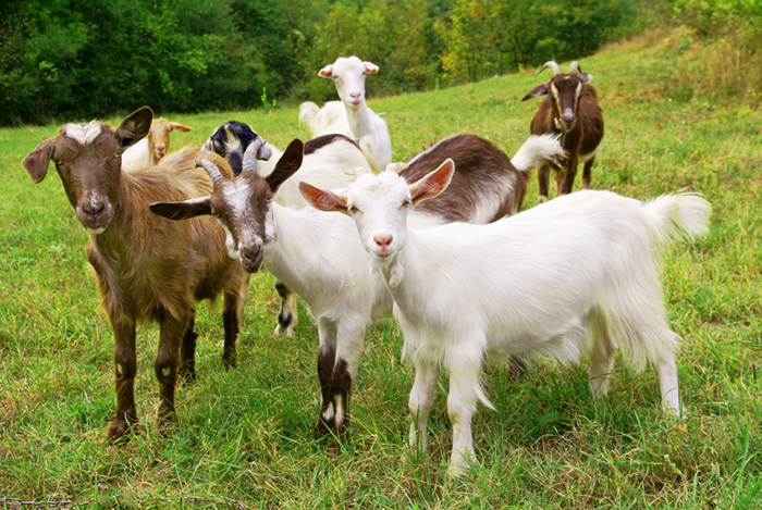 Poultry and Goat Farming