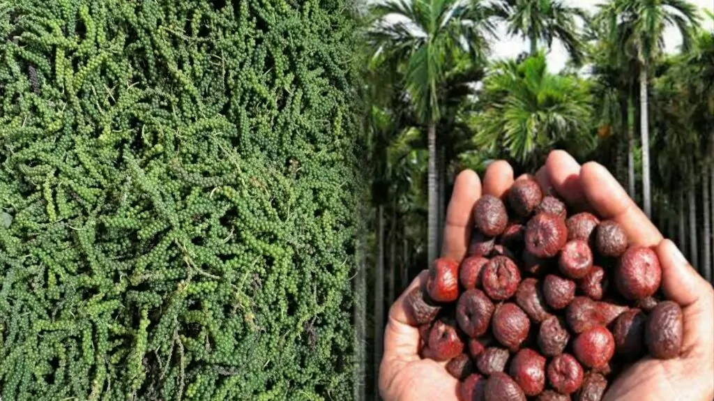 Arecanut and Black Pepper Price