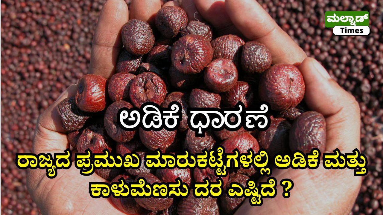 ಚಿಕ್ಕಮಗಳೂರು ಅಡಿಕೆ ದರ ಇಂದು: ಮಾರುಕಟ್ಟೆವಾರು ಬೆಲೆ ಪಟ್ಟಿ | 10-08-2026