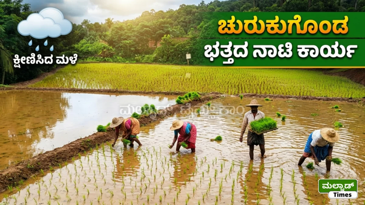 ಕ್ಷೀಣಿಸಿದ ಮಳೆ ; ಚುರುಕುಗೊಂಡ ಭತ್ತದ ನಾಟಿ ಕಾರ್ಯ