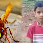 ಸಾಗರ: ಮನೆಯ ಹಿತ್ತಲಲ್ಲಿ ಕಡಜದ ಹುಳು ದಾಳಿ; 8 ವರ್ಷದ ಬಾಲಕ ಸಾವು – sagaras