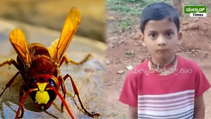 ಸಾಗರ: ಮನೆಯ ಹಿತ್ತಲಲ್ಲಿ ಕಡಜದ ಹುಳು ದಾಳಿ; 8 ವರ್ಷದ ಬಾಲಕ ಸಾವು – sagaras