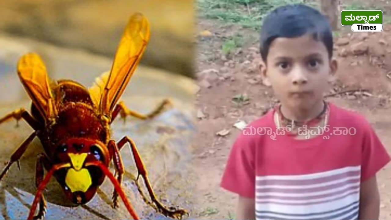ಸಾಗರ: ಮನೆಯ ಹಿತ್ತಲಲ್ಲಿ ಕಡಜದ ಹುಳು ದಾಳಿ; 8 ವರ್ಷದ ಬಾಲಕ ಸಾವು – sagaras