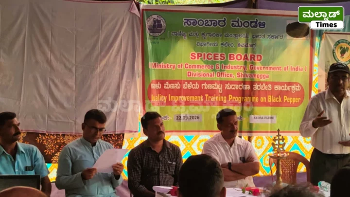 ಅಡಿಕೆ ತೋಟದಲ್ಲಿ ಕಾಳುಮೆಣಸು ಕೃಷಿ ರೈತರಿಗೆ ಆರ್ಥಿಕ ಪ್ರಗತಿಯ ಹಾದಿ Black Pepper