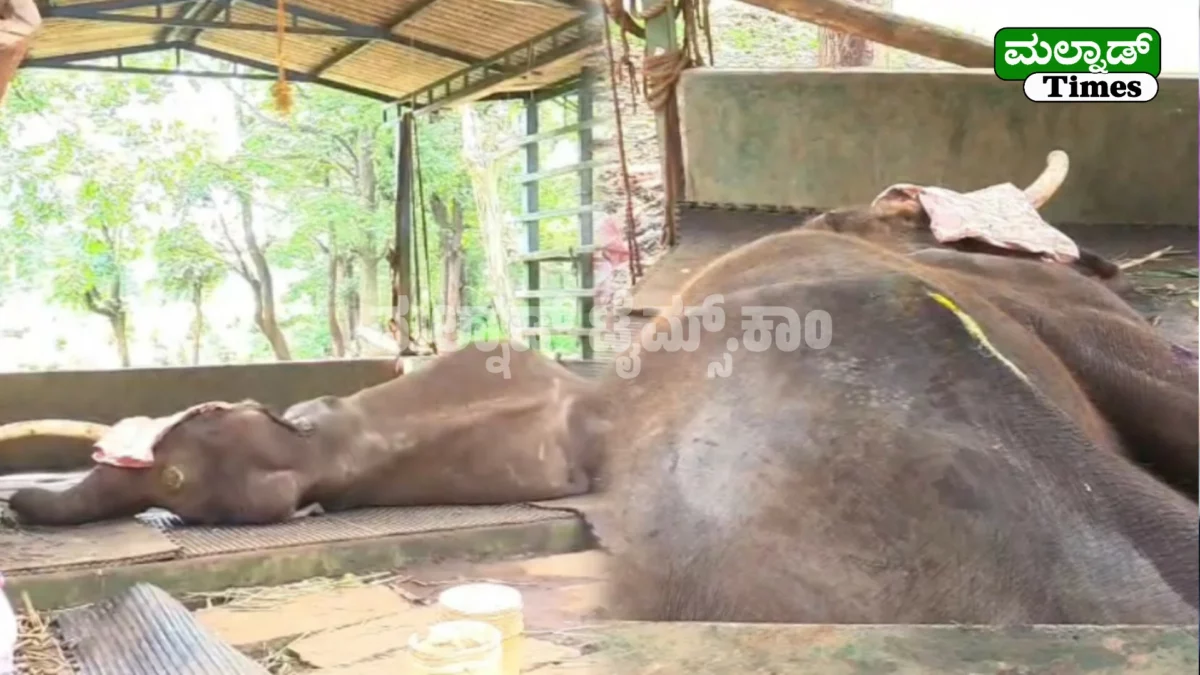 ಶಿವಮೊಗ್ಗದ ಸಕ್ರೆಬೈಲು ಬಿಡಾರದಲ್ಲಿ 'ಶೌರ್ಯ' ಆನೆ ಸಾವು Sakrebailu