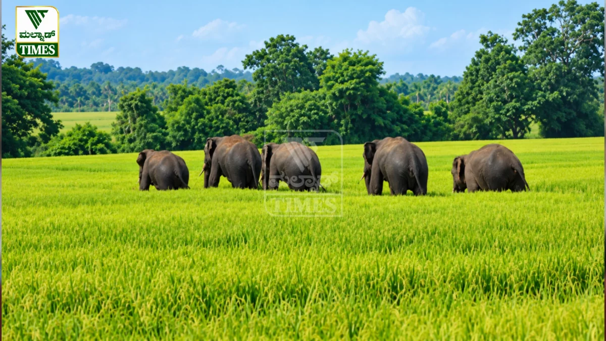 Wild Elephants