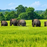 Wild Elephants