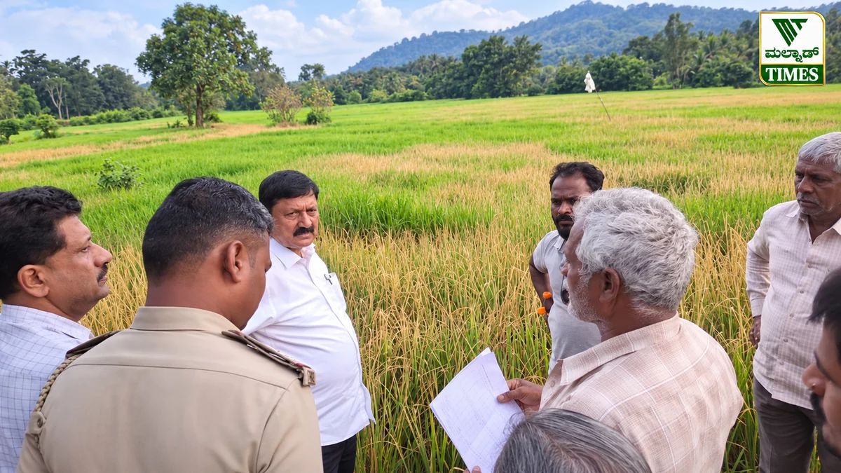 ಹೊಸನಗರ: ಮೂರು ಎಕರೆ ಭತ್ತದ ಗದ್ದೆಗೆ ಕಳೆನಾಶಕ ಸಿಂಪಡಿಸಿದ ಶಂಕೆ; ಪೈರು ಸುಟ್ಟು ಹಾನಿ – janendra