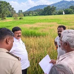 ಹೊಸನಗರ: ಮೂರು ಎಕರೆ ಭತ್ತದ ಗದ್ದೆಗೆ ಕಳೆನಾಶಕ ಸಿಂಪಡಿಸಿದ ಶಂಕೆ; ಪೈರು ಸುಟ್ಟು ಹಾನಿ – janendra