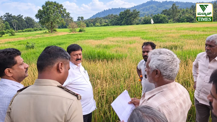 ಹೊಸನಗರ: ಮೂರು ಎಕರೆ ಭತ್ತದ ಗದ್ದೆಗೆ ಕಳೆನಾಶಕ ಸಿಂಪಡಿಸಿದ ಶಂಕೆ; ಪೈರು ಸುಟ್ಟು ಹಾನಿ – janendra